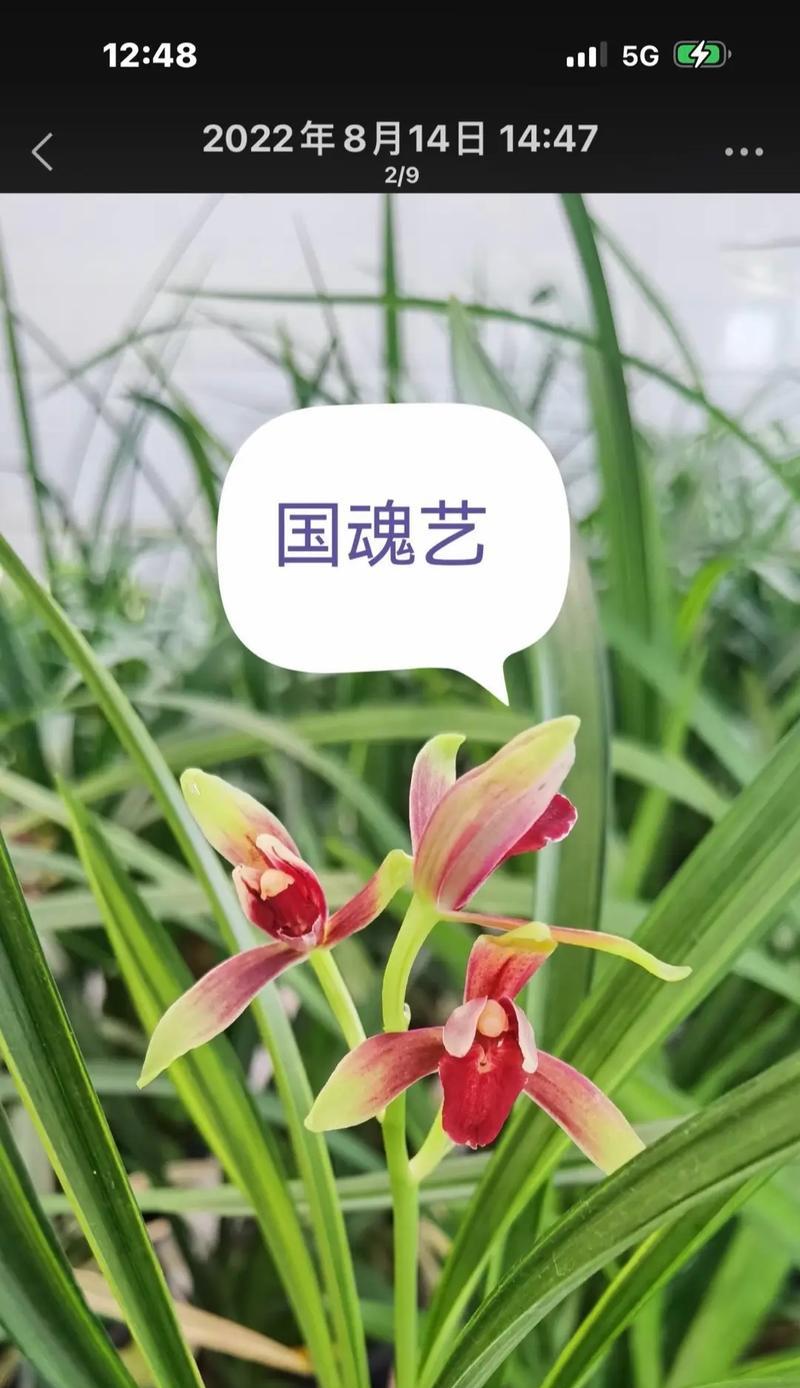 象征爱国的花有哪些？