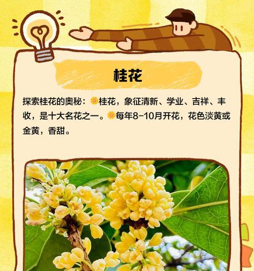 比较有寓意的花有哪些？如何挑选寓意好的花卉？