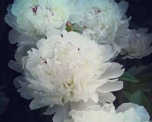 白芍花的寓意是什么？白芍花代表什么？