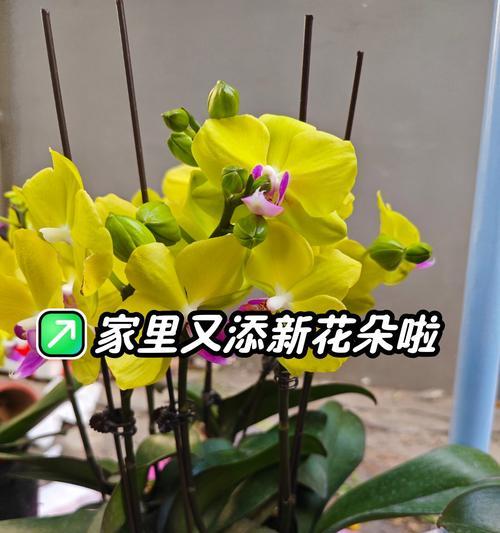 花语中表达歉意的方式有哪些？如何用花语表达歉意？