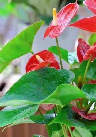 火鹤花的寓意和象征是什么？它在花卉中代表什么？