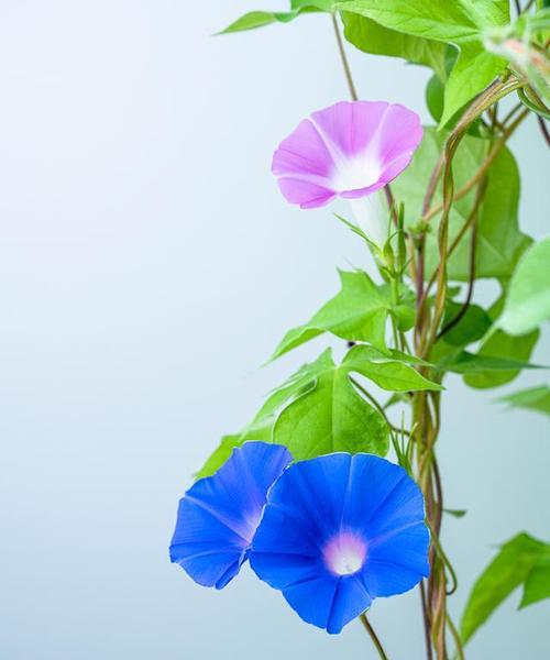 十色花代表什么？十种颜色的花语分别是什么？