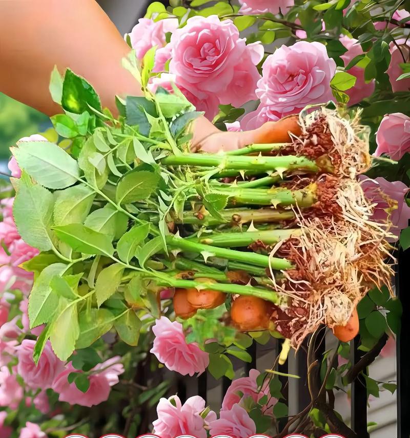 十色花代表什么？十种颜色的花语分别是什么？