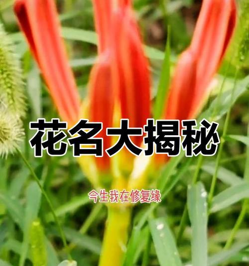 盛开的花朵传递了什么信息？它有何深层含义？