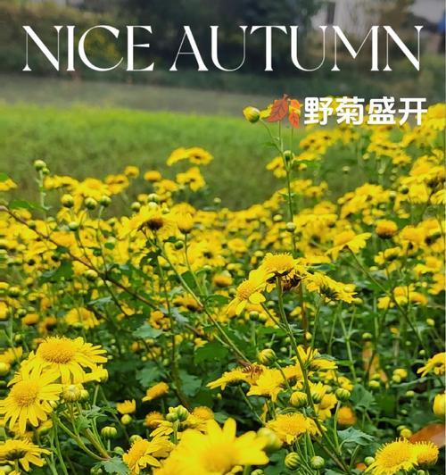 盛开的花朵传递了什么信息？它有何深层含义？