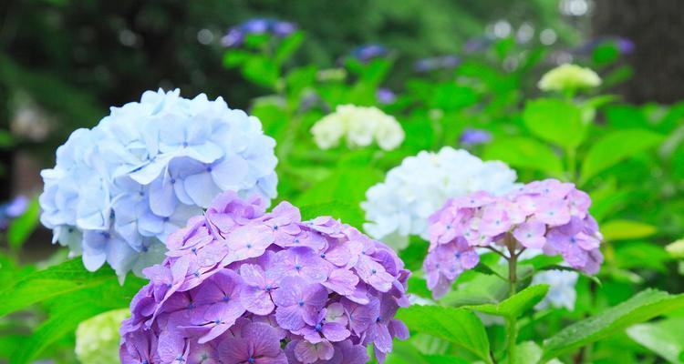 花的颜色通常代表什么意义？