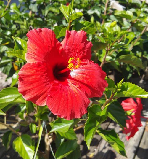 花的颜色通常代表什么意义？