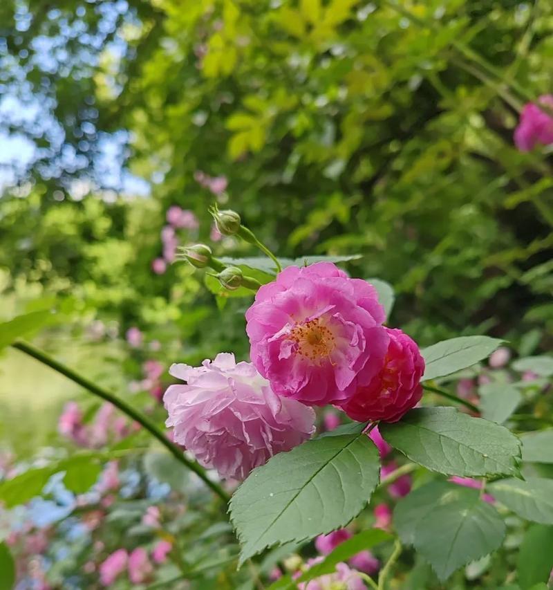 岸边花的含义是什么？岸边花代表了哪些意义？