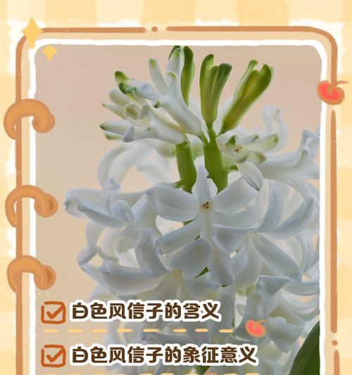 梅兰竹菊的花语：每种花象征什么及其含义？