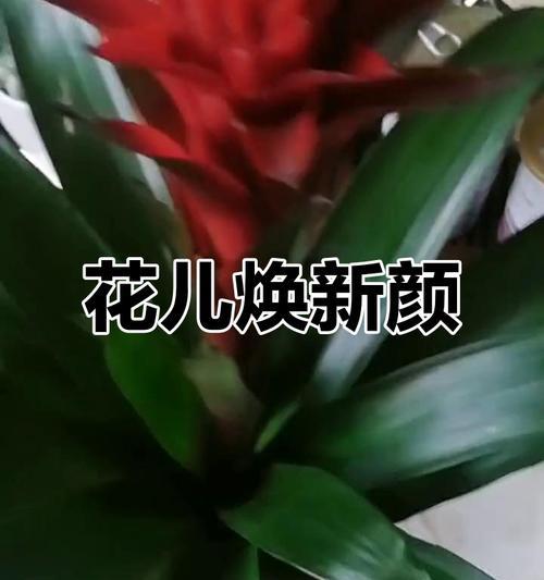 肮脏的花有何特殊含义？肮脏的花代表什么？