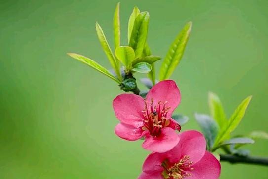 肮脏的花有何特殊含义？肮脏的花代表什么？