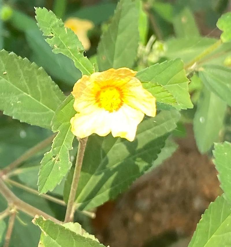 肮脏的花有何特殊含义？肮脏的花代表什么？