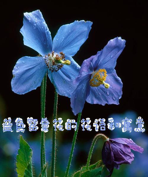寓意好的花卉植物有哪些？它们的花语和寓意是什么？