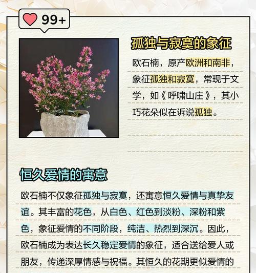 欧月花语的独特之处是什么？它代表的浪漫与优雅如何理解？