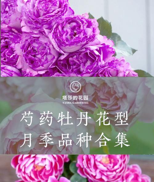 古典花型的寓意是什么？古典花卉图案的深层含义是什么？