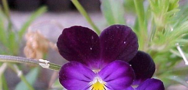 蝴蝶花的花语及其象征意义是什么？