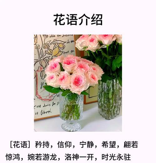 粉红玫瑰象征哪种爱情？花语中隐藏了什么？
