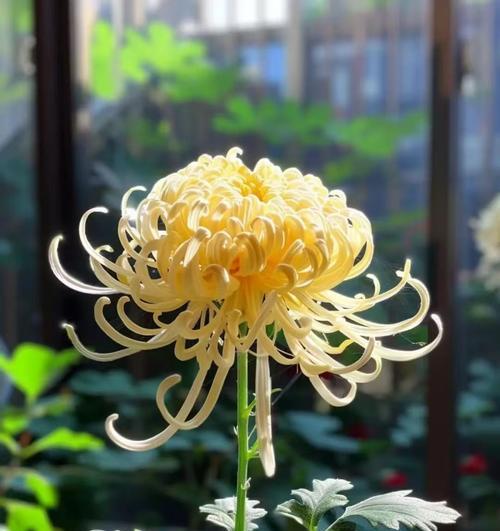 寓意内敛沉默的花有哪些？哪些花象征内敛沉默？
