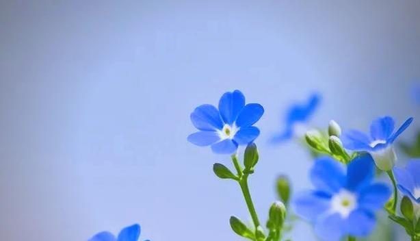 放手寓意的花有哪些？