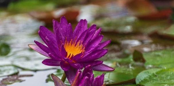 外冷内热的花有哪些？哪些花象征着外表冷漠内心热情？