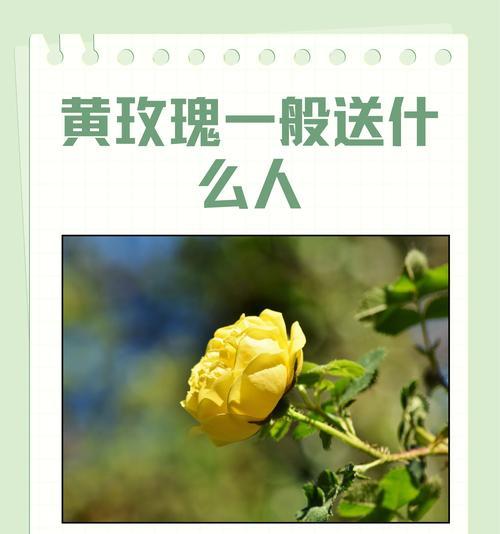 11朵黄玫瑰的花语：它传递了什么特别信息？