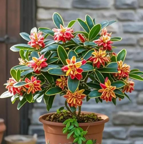 哪些绿植花寓意等你回家？