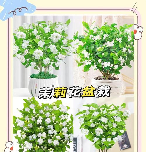 哪些绿植花寓意等你回家？