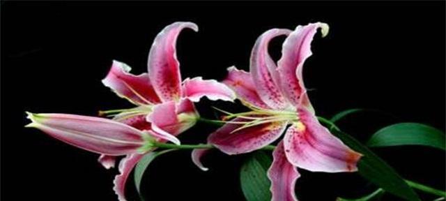 哪些花的花语代表浪漫？浪漫花卉的选择与摆放指南？