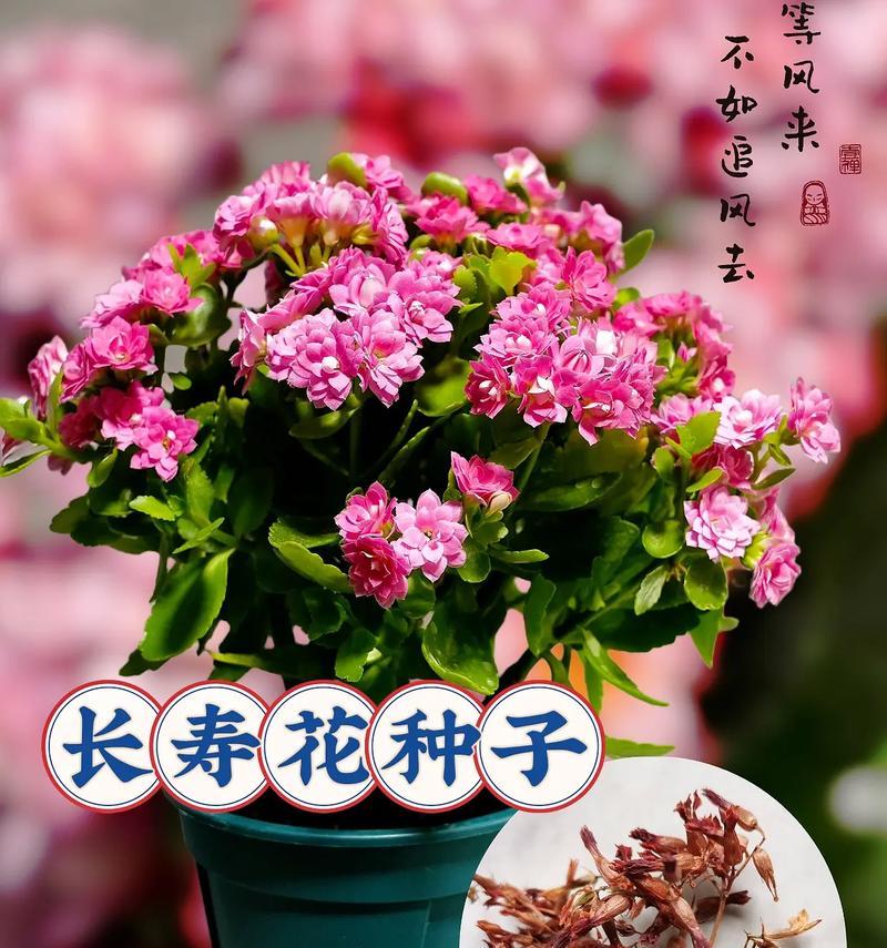 花的象征意义有哪些？不同花卉代表了哪些不同的寓意？
