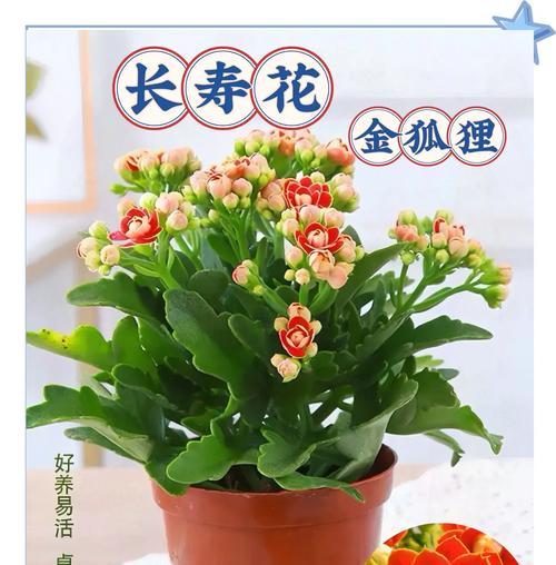 花的象征意义有哪些？不同花卉代表了哪些不同的寓意？