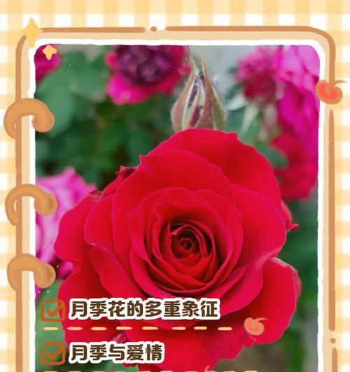 花的象征意义有哪些？不同花卉代表了哪些不同的寓意？