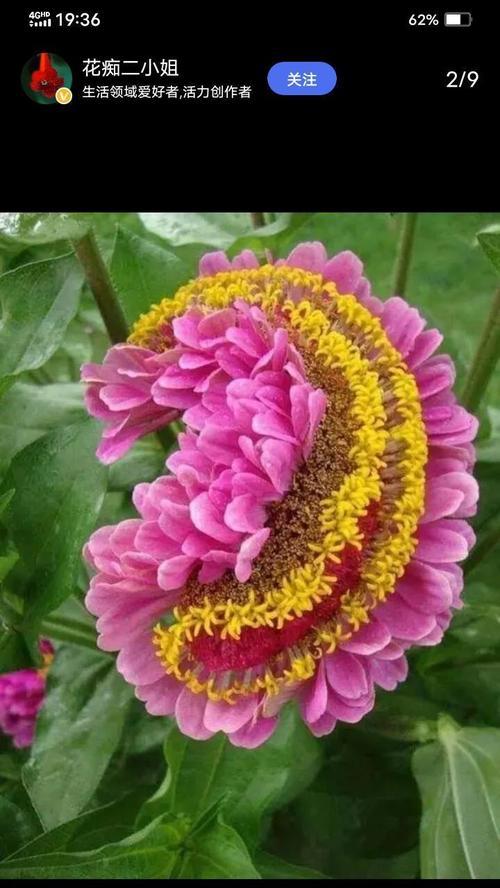 角落的花代表什么？它在装饰中的意义是什么？