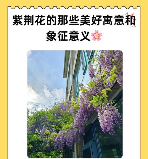 各种花的寓意和花语是什么？它们象征着什么？