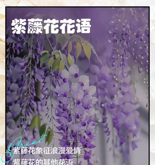 各种花的寓意和花语是什么？它们象征着什么？