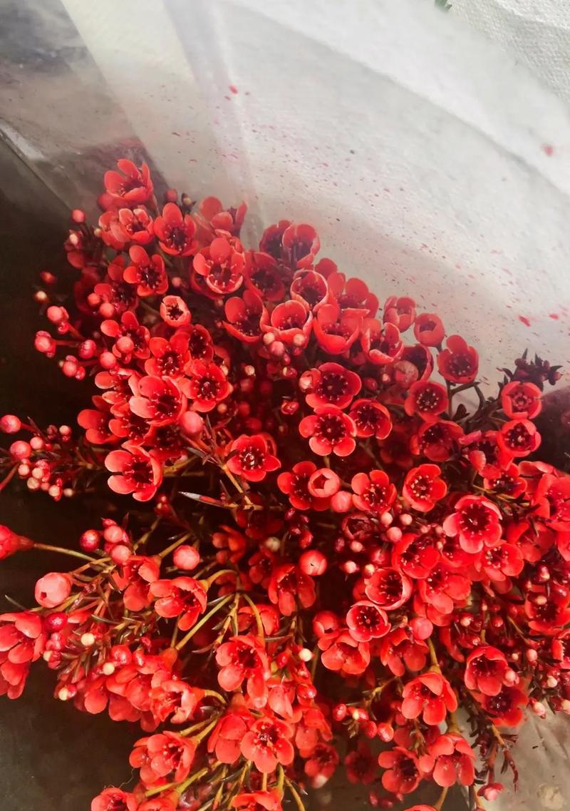 弃甲花象征着什么？它的寓意有哪些？如何在花艺中运用？