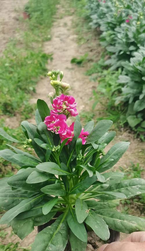 哪种花代表纯洁爱情？它们的花语是什么？
