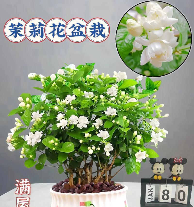 哪种花代表纯洁爱情？它们的花语是什么？