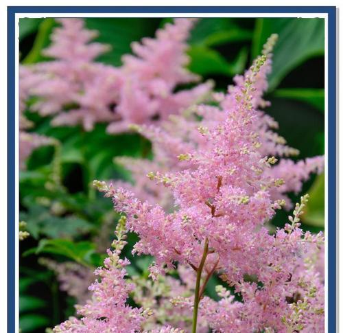 哪种花代表纯洁爱情？它们的花语是什么？