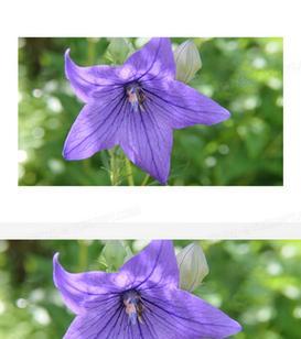 紫色桔梗花的花语含义是什么？紫色桔梗花代表了什么？