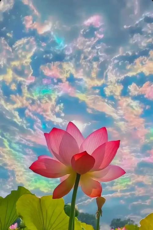 莲花语是什么意思？莲花象征着什么？