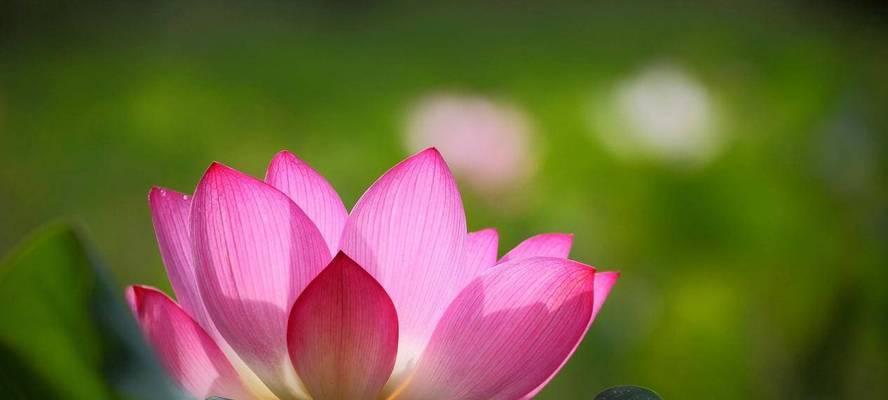 莲花语是什么意思？莲花象征着什么？