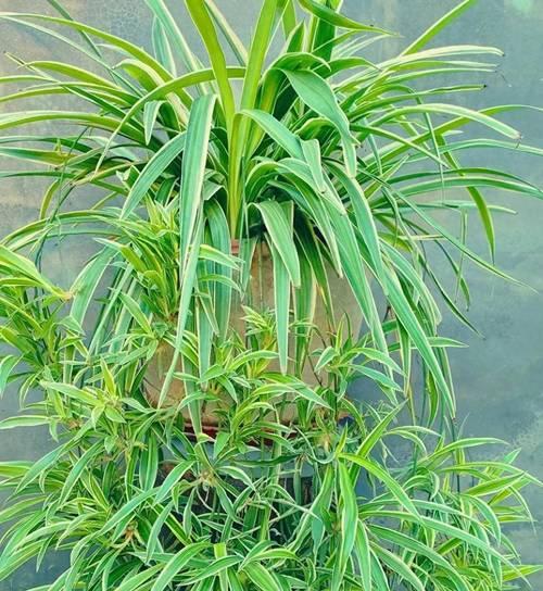 花象征大气污染的有哪些？能净化空气的植物有哪些？