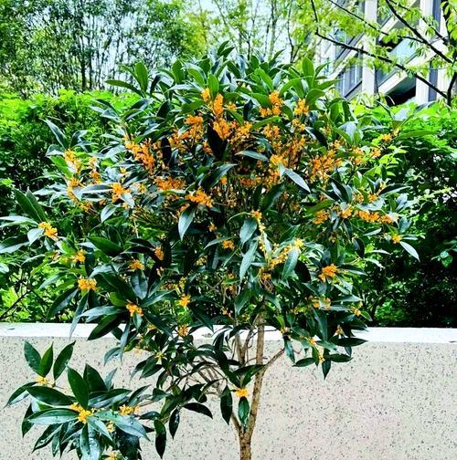 花象征大气污染的有哪些？能净化空气的植物有哪些？