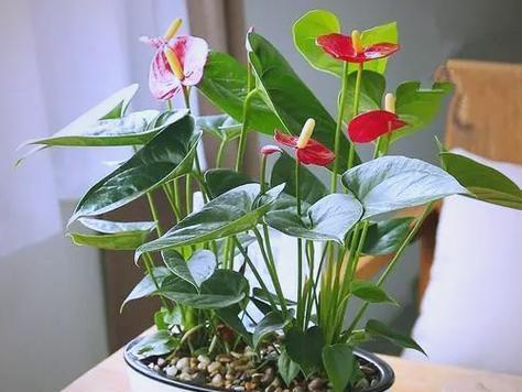 哪些花寓意美好？如何选择寓意吉祥的花卉？