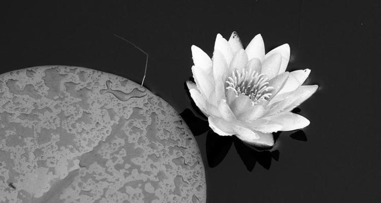灰色花象征着什么？