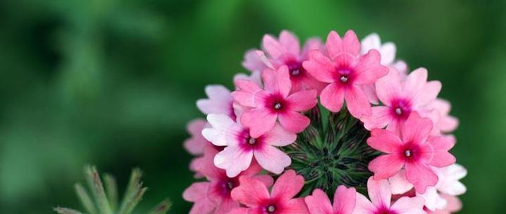 樱花相识的花代表什么含义？