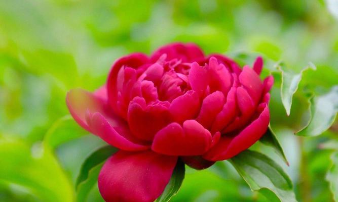 乖巧懂事象征的花是什么？