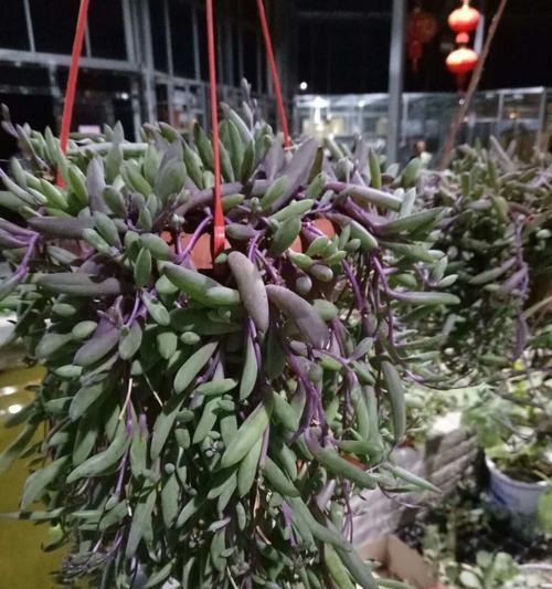 琳琅花的含义是什么？