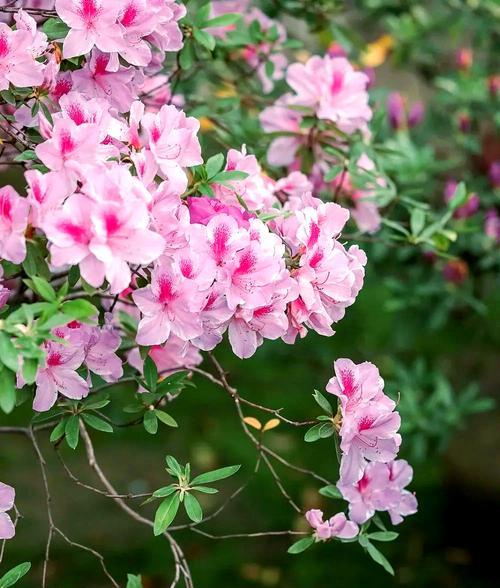 杜鹃花象征春天的有哪些？这些花代表了什么？
