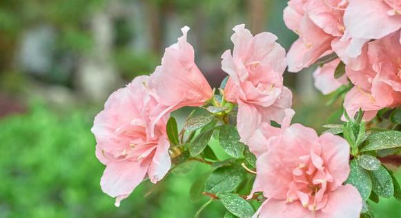 杜鹃花象征春天的有哪些？这些花代表了什么？